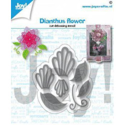 Joy! - Dianthus Flower -...