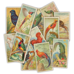 Craft Consortium - Ephemera - The Collector - Birds