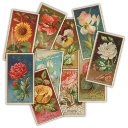 Craft Consortium - Ephemera - The Collector - Flowers